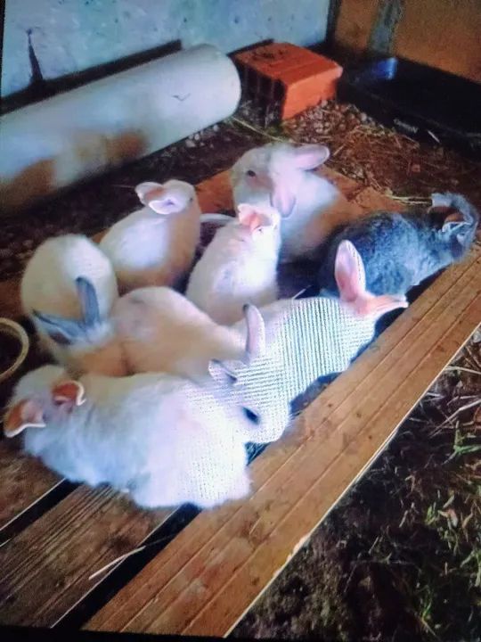 Coelhos Brancos Lindos - Foto 2