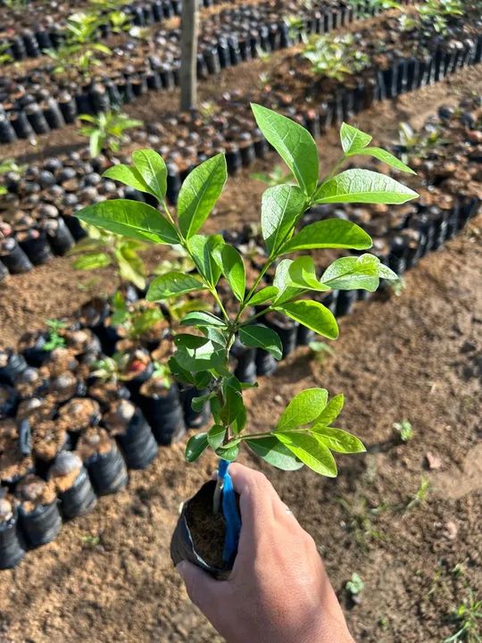 Mudas de acerola junco  - Foto 2