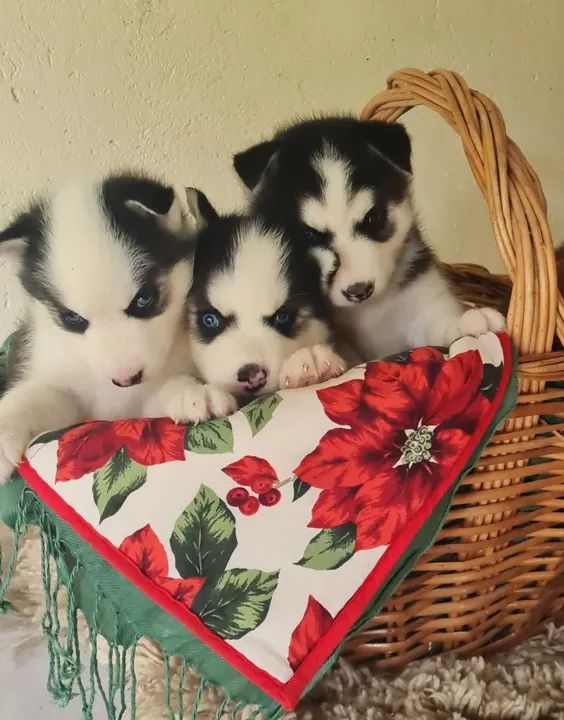 Husky Siberiano!! Faça sua reserva de Natal - Foto 6