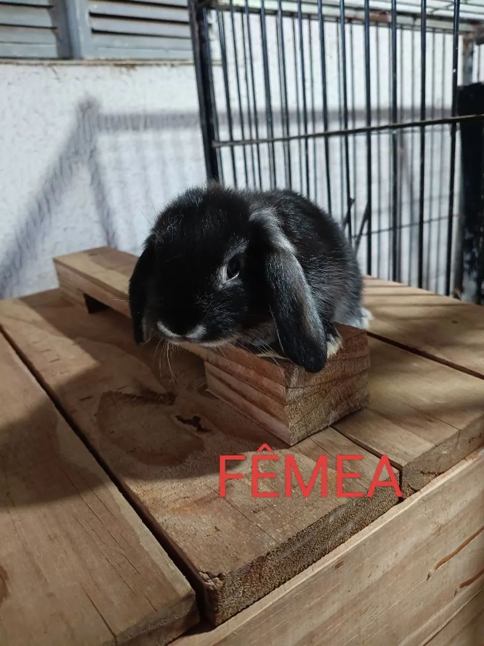 Coelho Mini Lops  - Foto 3