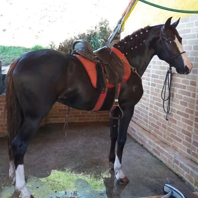 Cavalo Mangalarga Marchador - Foto 3