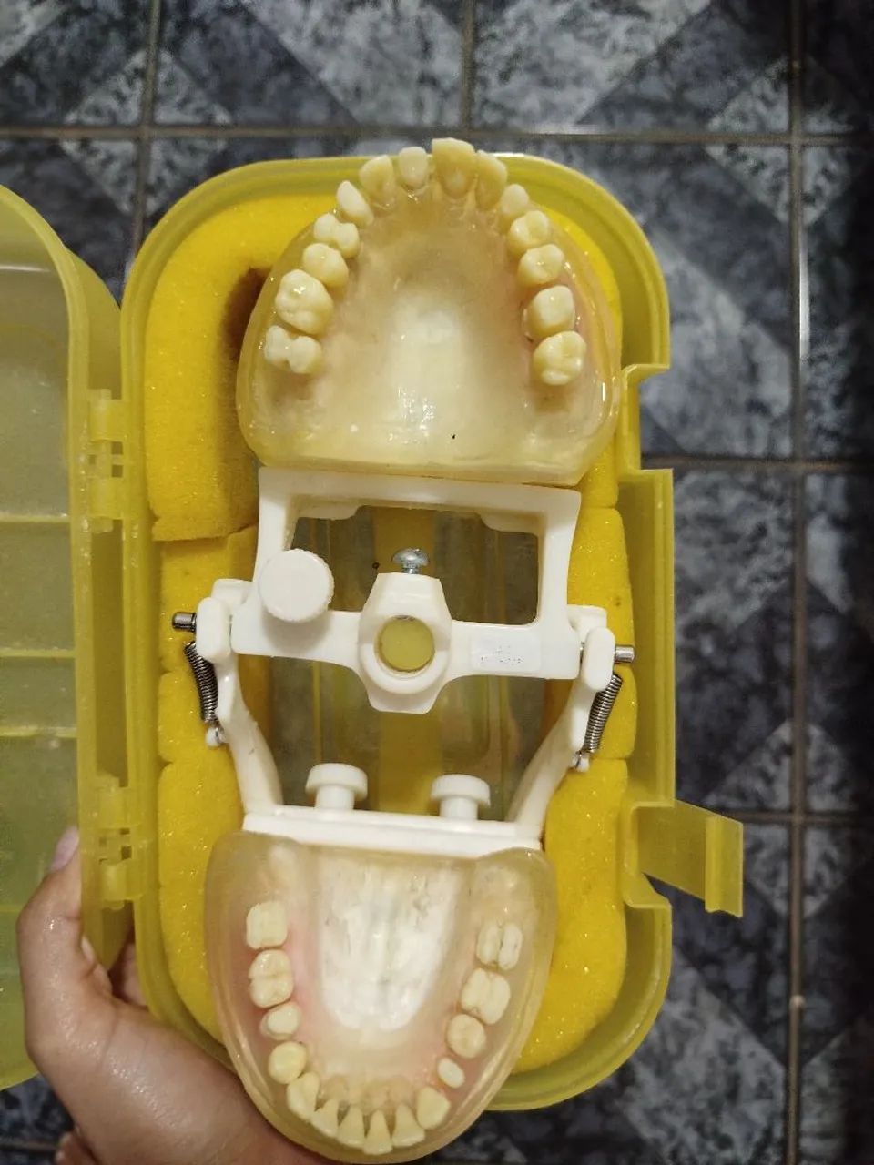 Modelo de Dentes para Estudo Odontológico - Foto 4
