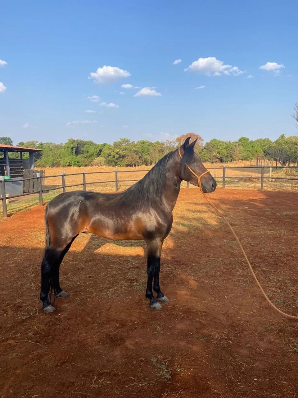Garanhão Mangalarga Registrado  - Foto 2