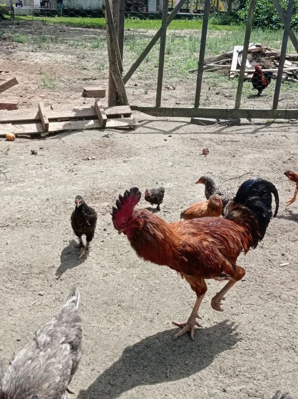 Vendo Galinhas e Galos de todo tipo  - Foto 4