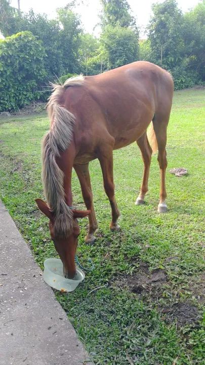 Cavalo castanho para venda - Foto 4