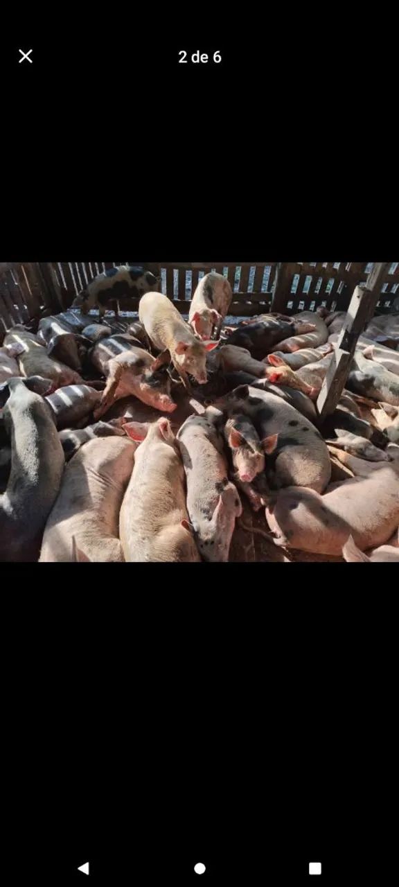 Vendo esses porcos preços variados 25kg a 60kg  - Foto 5