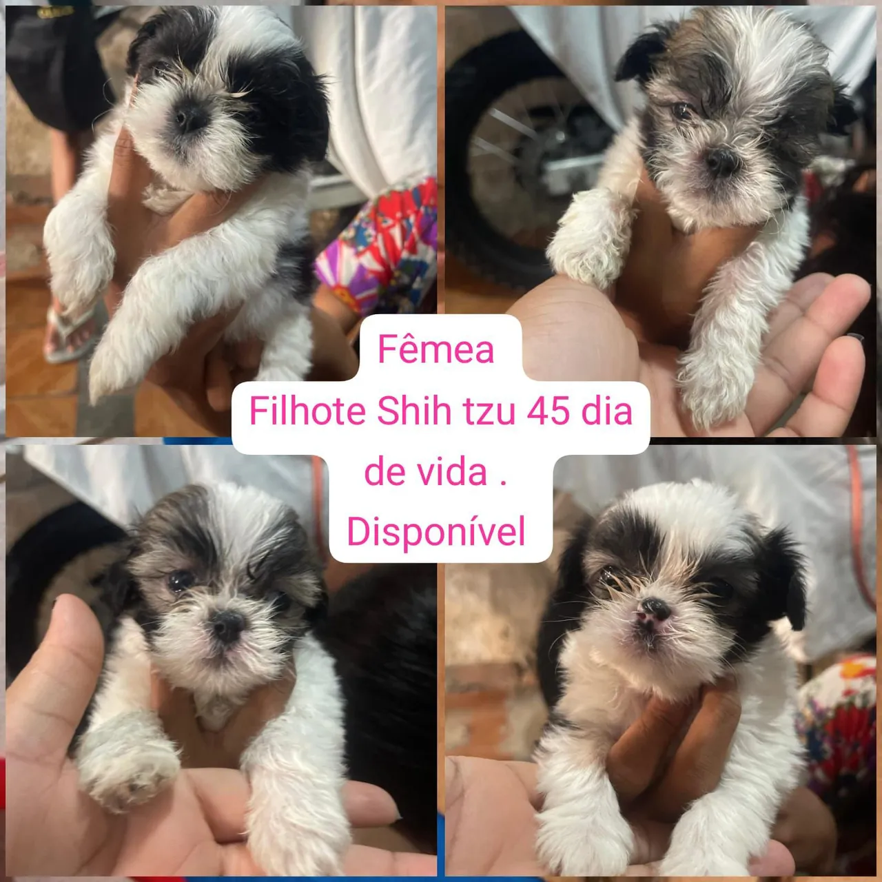 Filhote Shih Tzu fêmea 45 dias