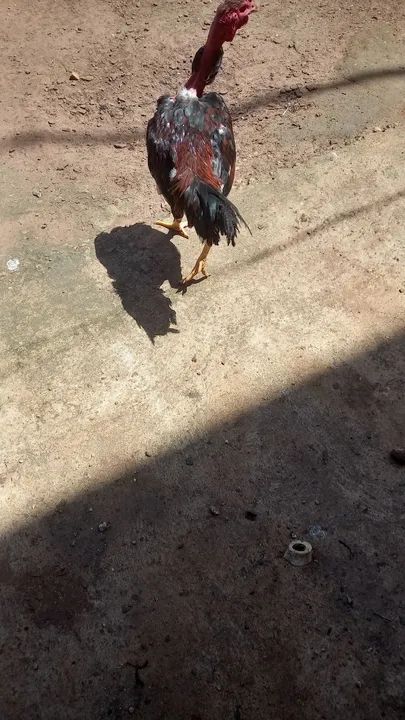 Galinha Caipira - Foto 3