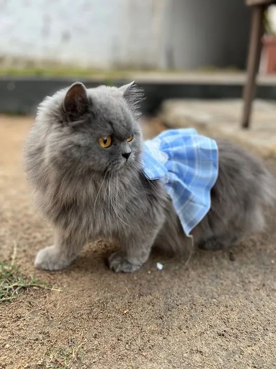 Gato Persa Cinza - Adorável e Carinhoso - Foto 2