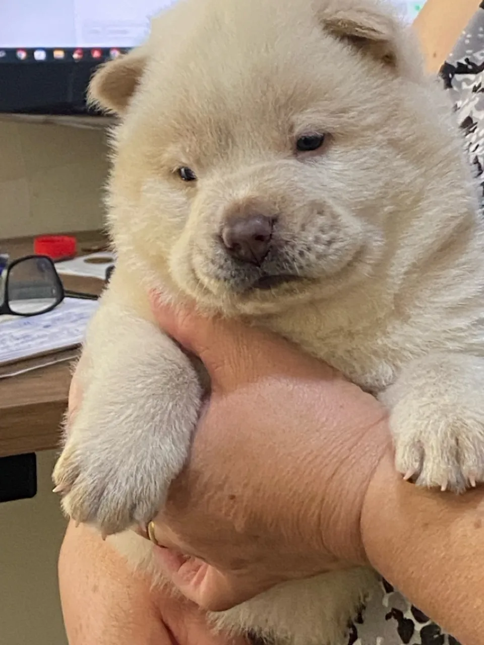 Vende-se Filhotes de Chow-Chow fofo e adorável