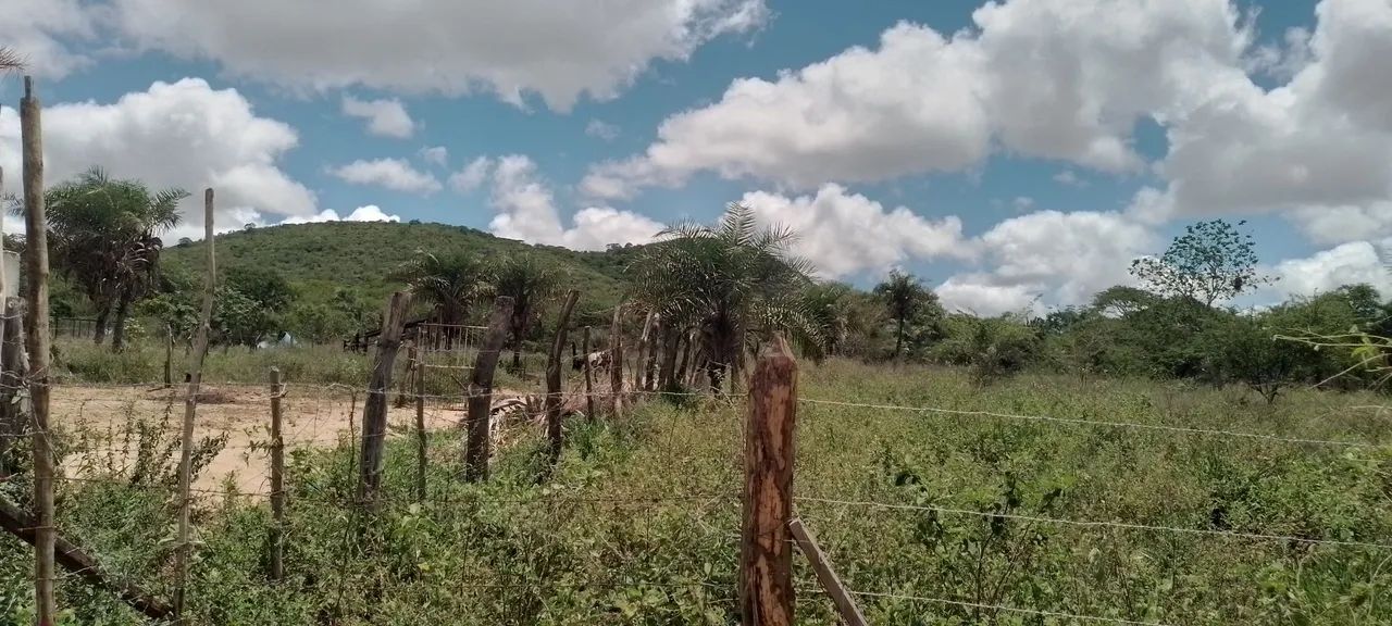 Vendo potro pampa de preto - Foto 3