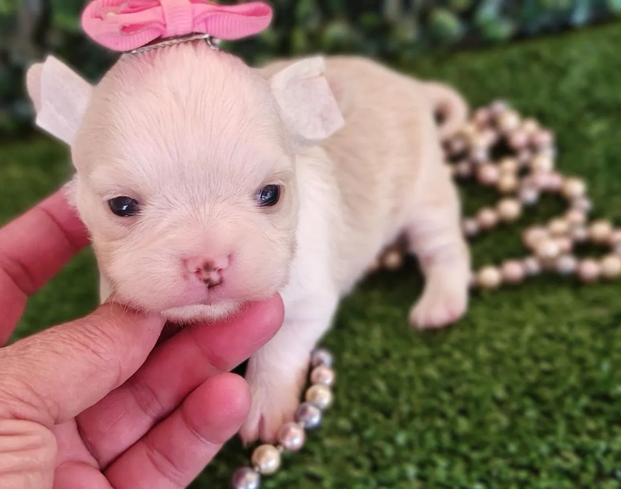 Chihuahua fêmea Pêlo longo para reserva. Uma fofura! - Foto 2