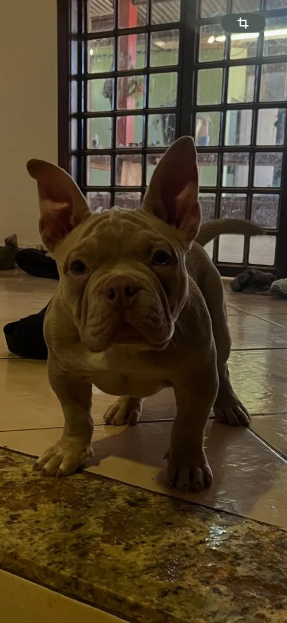 Filhotes American Bully Disponíveis!