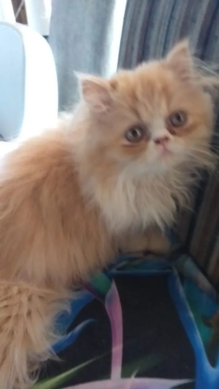 Filhote de Gato persa Fêmea - Foto 6