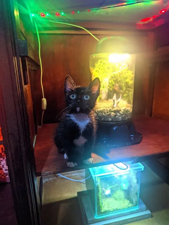 Linda gatinha fêmea para doação  - Foto 4