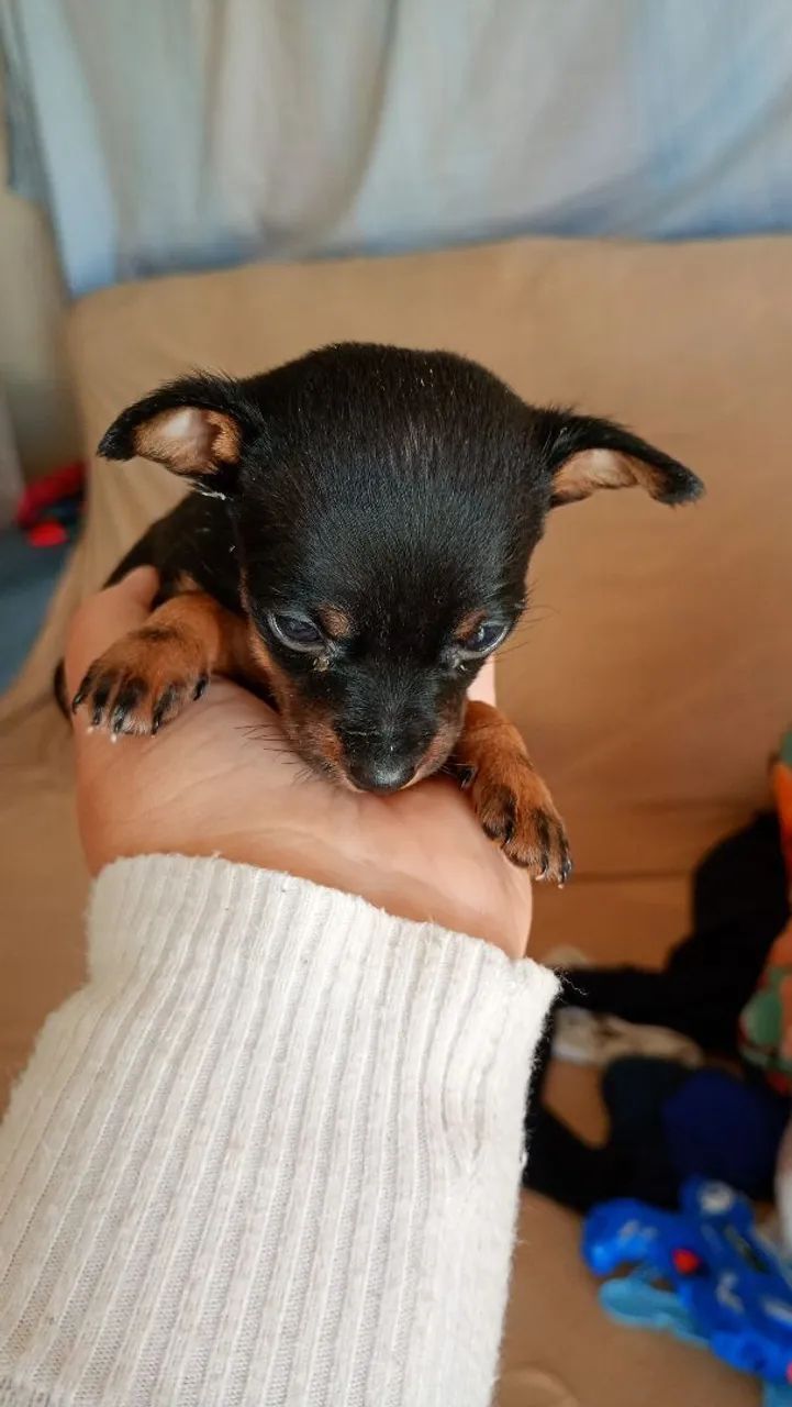 Pinscher 00 fêmeas 