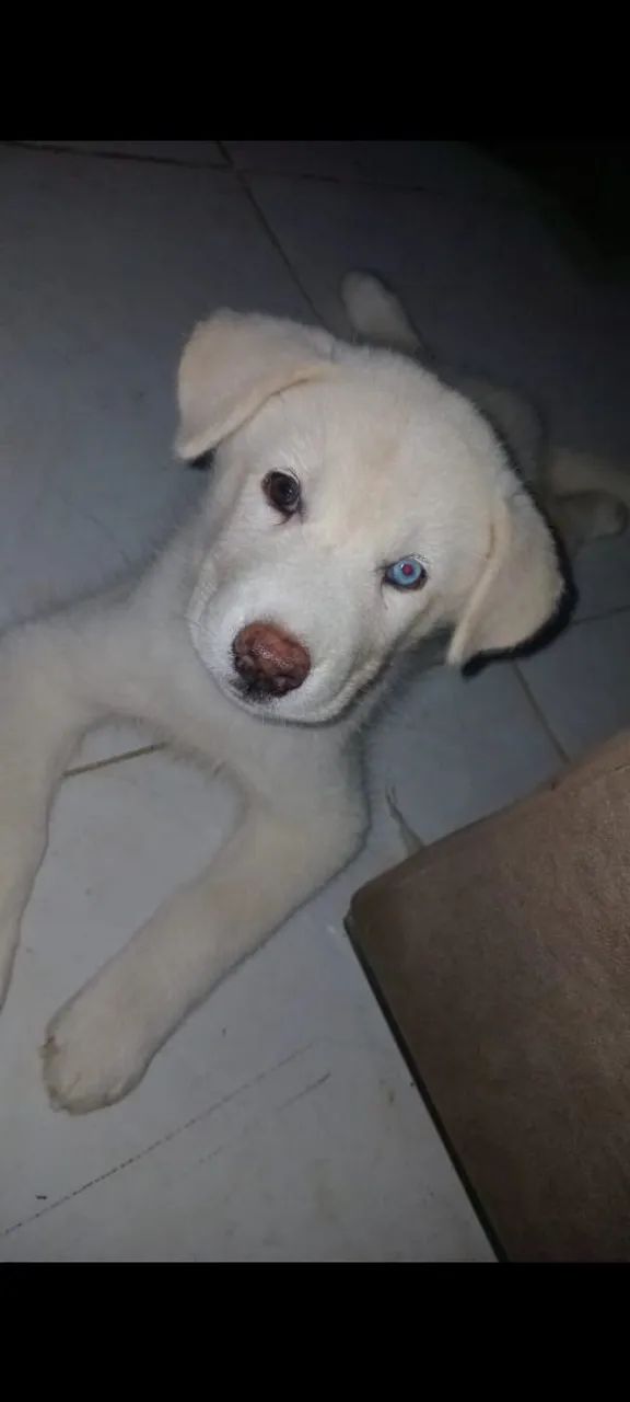 Filhote Husky Siberiano de Olhos Azuis