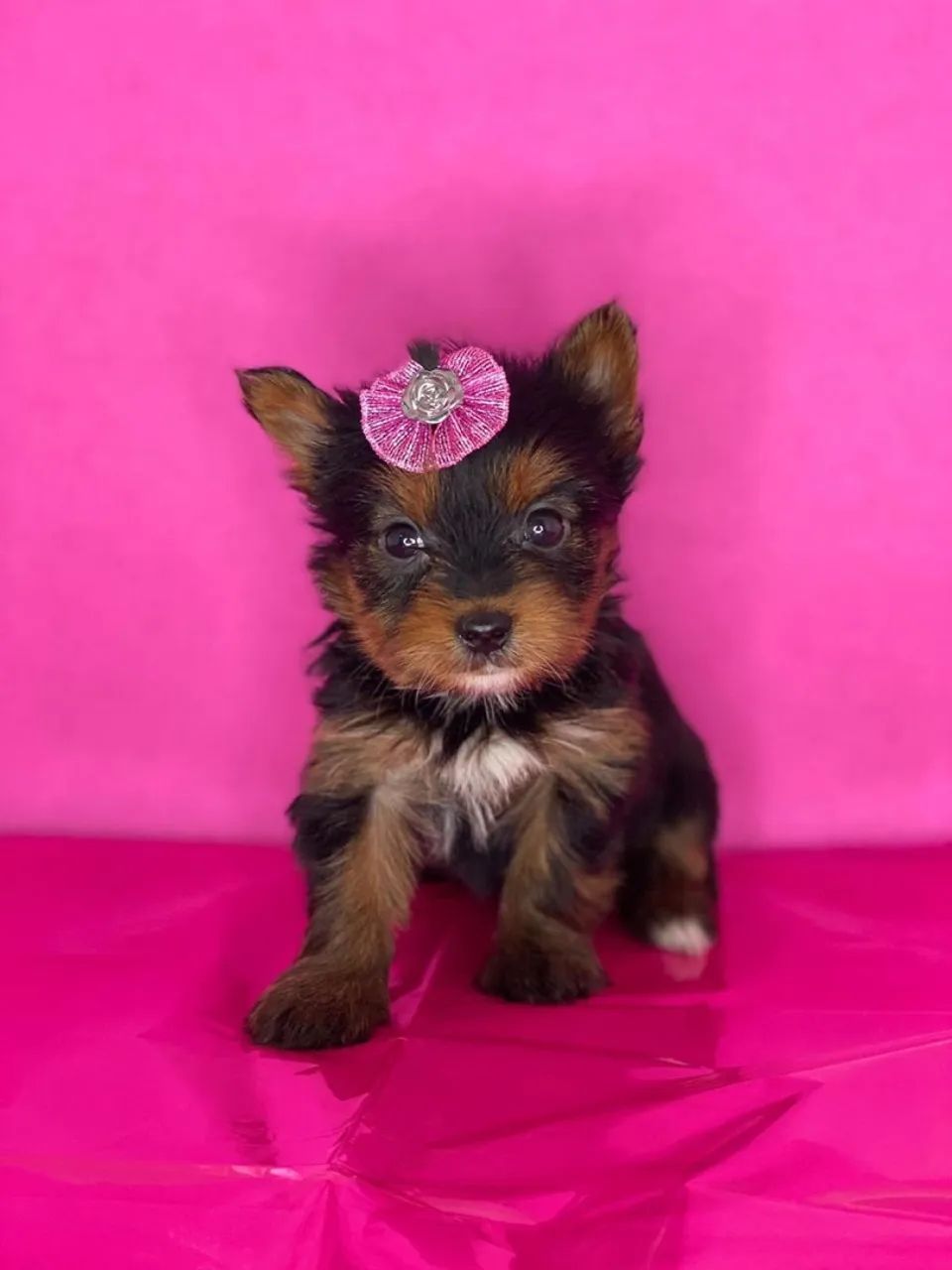 Yorkshire Terrier Fêmea