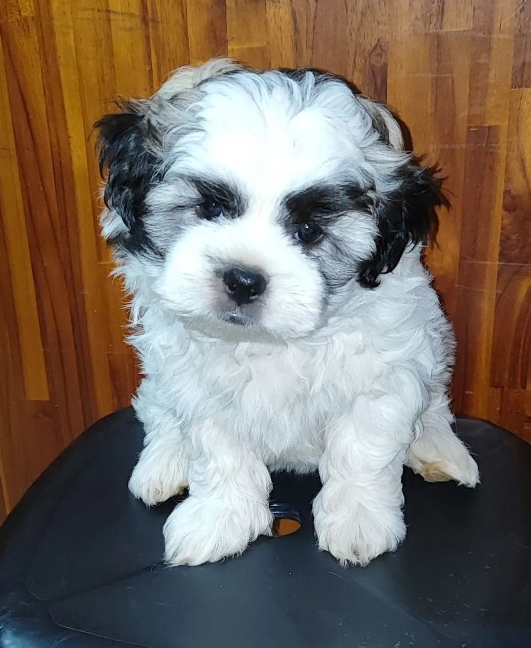 Filhote Lhasa Apso puro MACHO