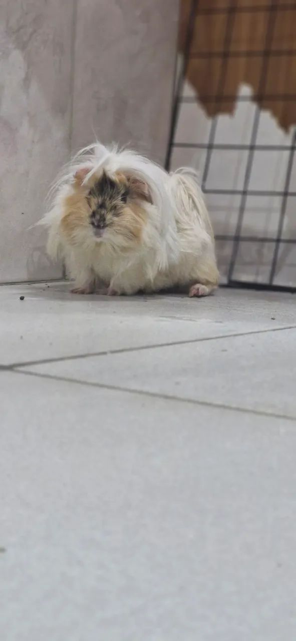 Vendo Porquinho da India Peruano  - Foto 2