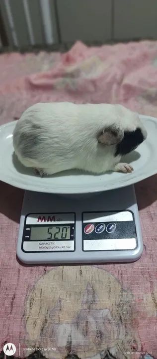 Cuy Gigante  - Foto 3