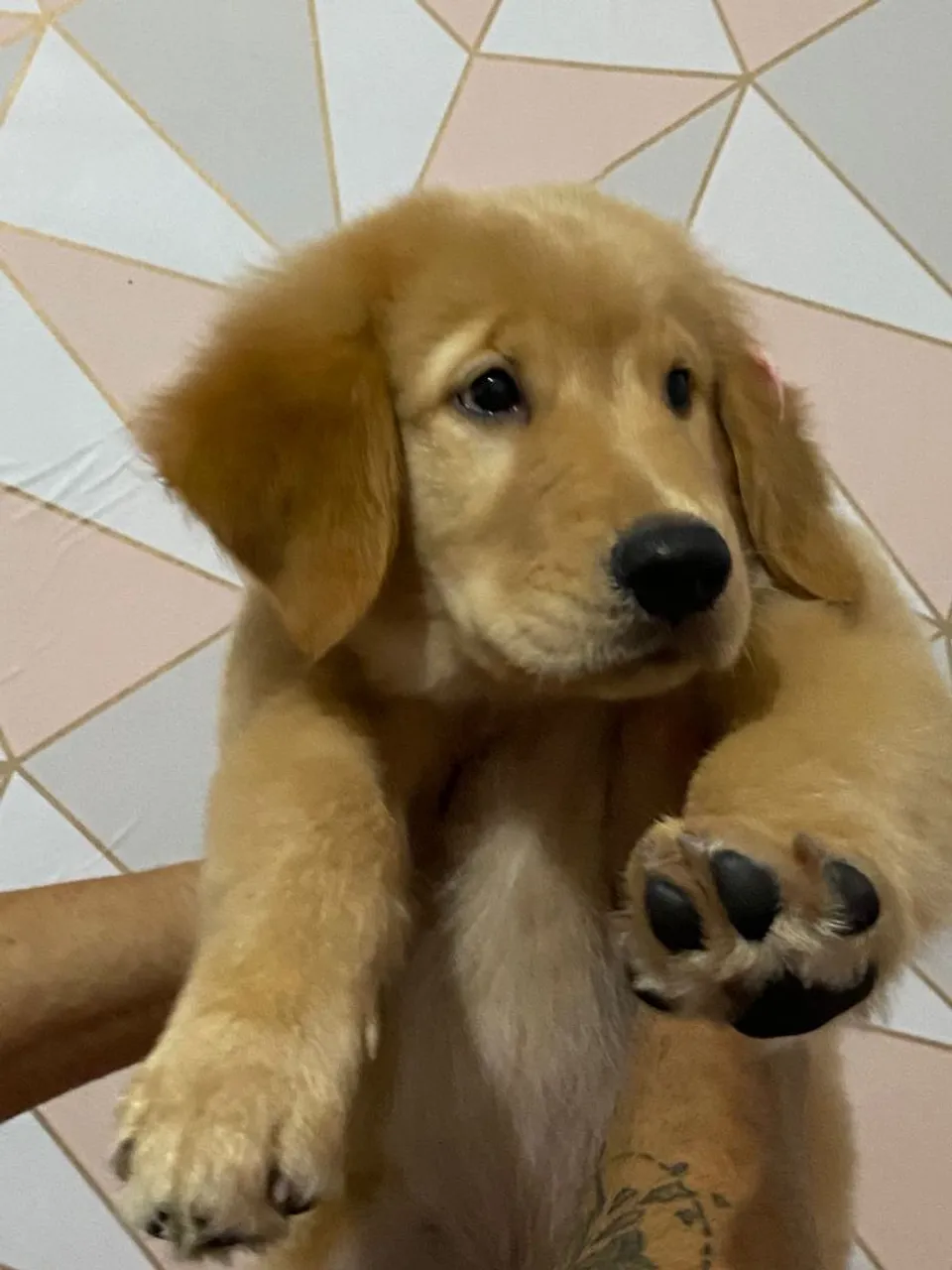 Golden Retriever Fêmea - 3 Meses | Pedigree + Vacinas Importadas!