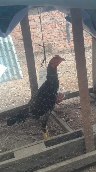 Vendo franguinho índio mura boa gentica - Foto 2