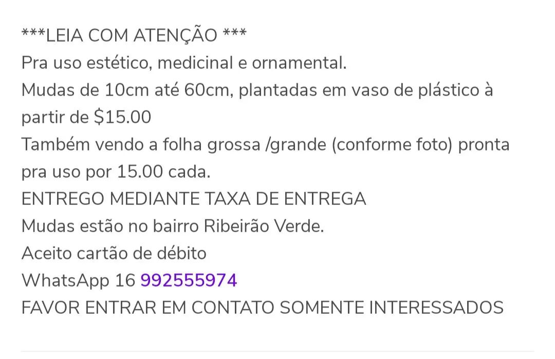 Babosa Aloe Vera  - Foto 5