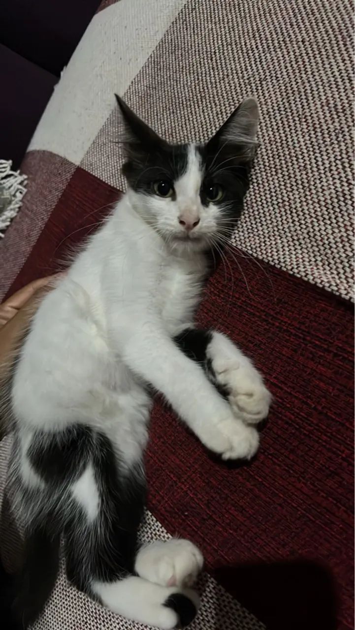 DOANDO GATO MACHO, 2 meses - Foto 2