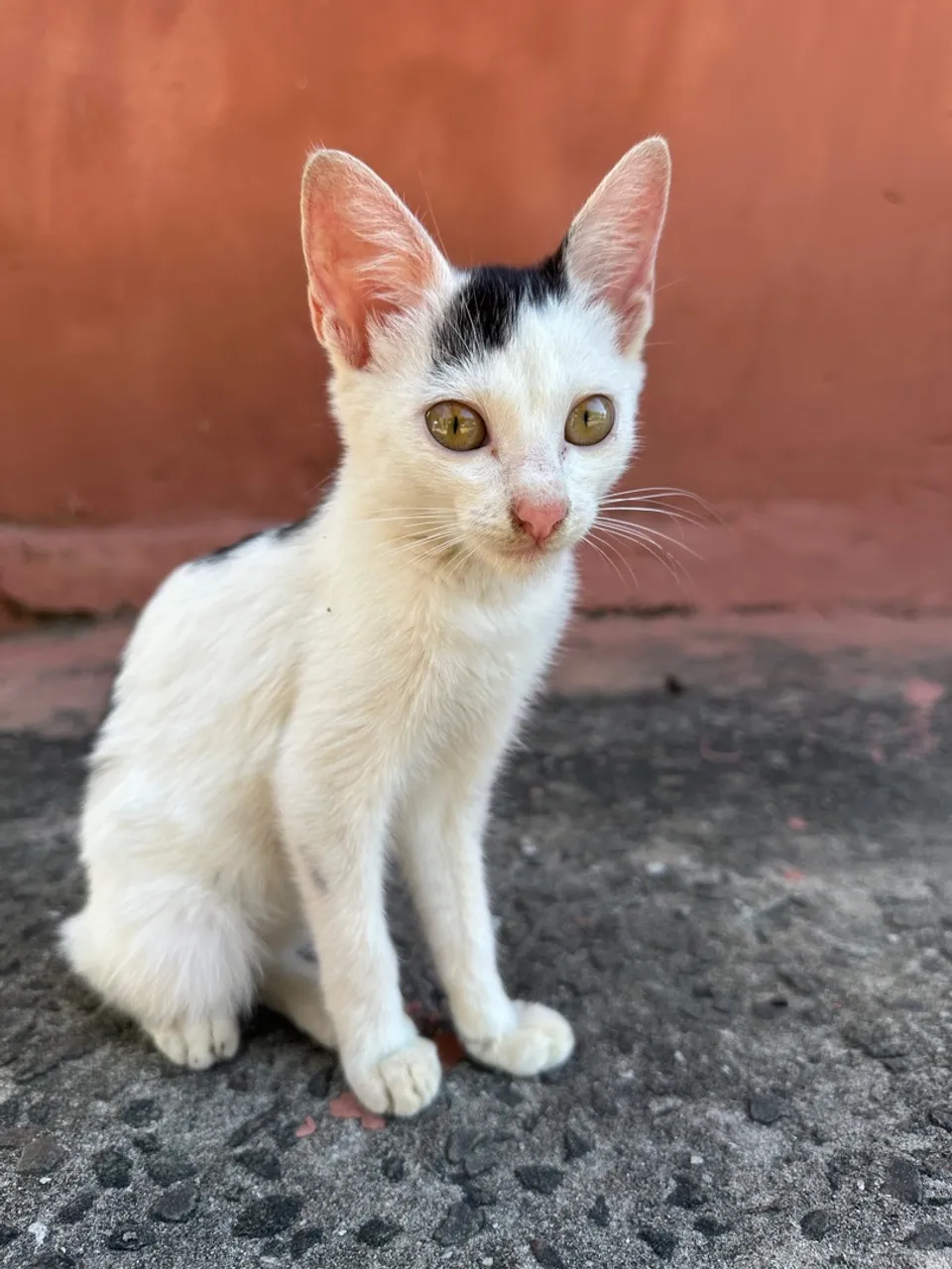 Gatinhas fêmeas  | DOAÇÃO RESPONSÁVEL 