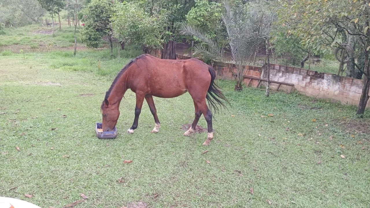 Vendo potranca xucra