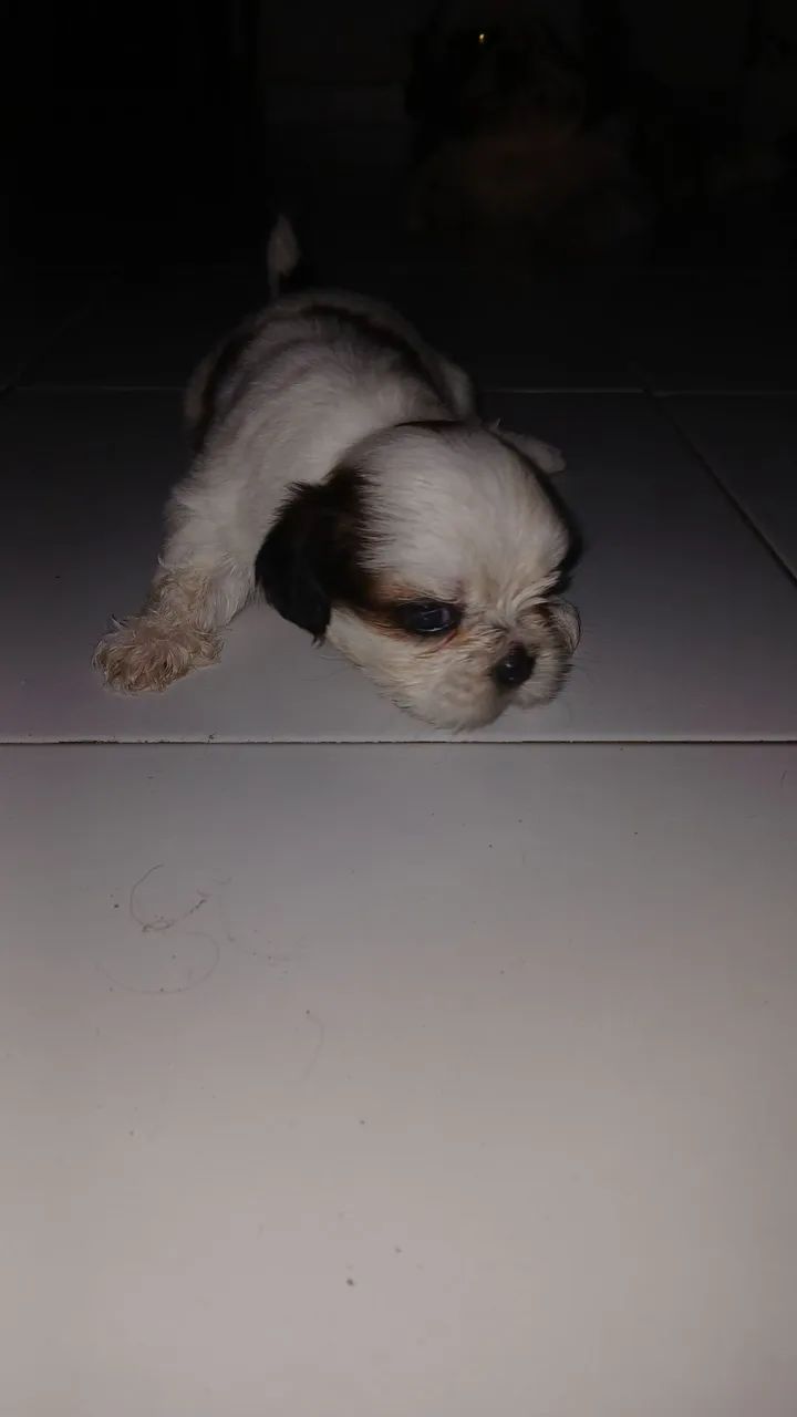 Filhote Shih Tzu
