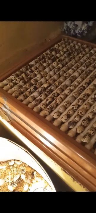 Ovos galados codornas gigantes. - Foto 2