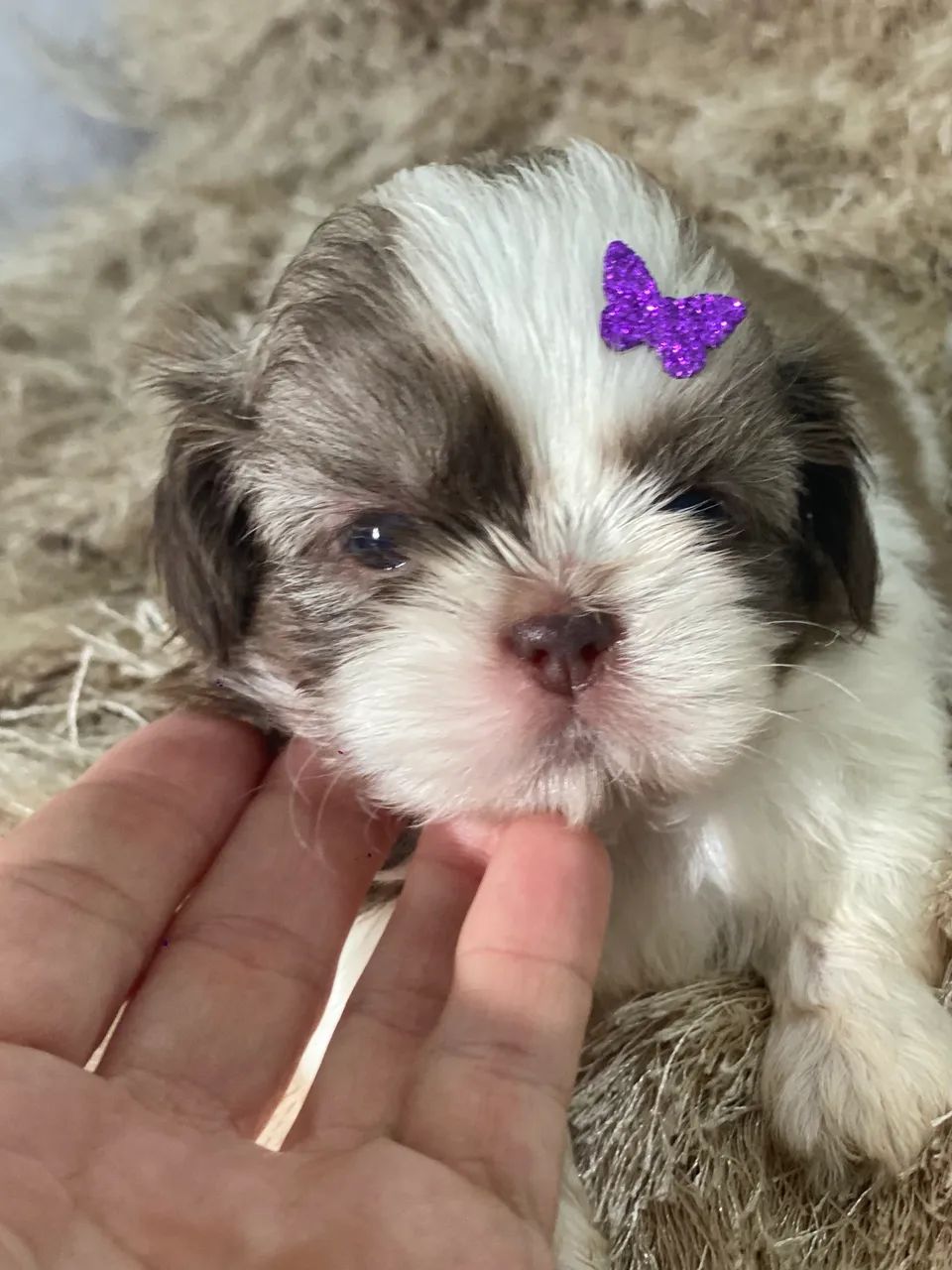 Filhotes fêmeas e machos Shih Tzu para venda ! Consultar valores na legenda .  - Foto 5