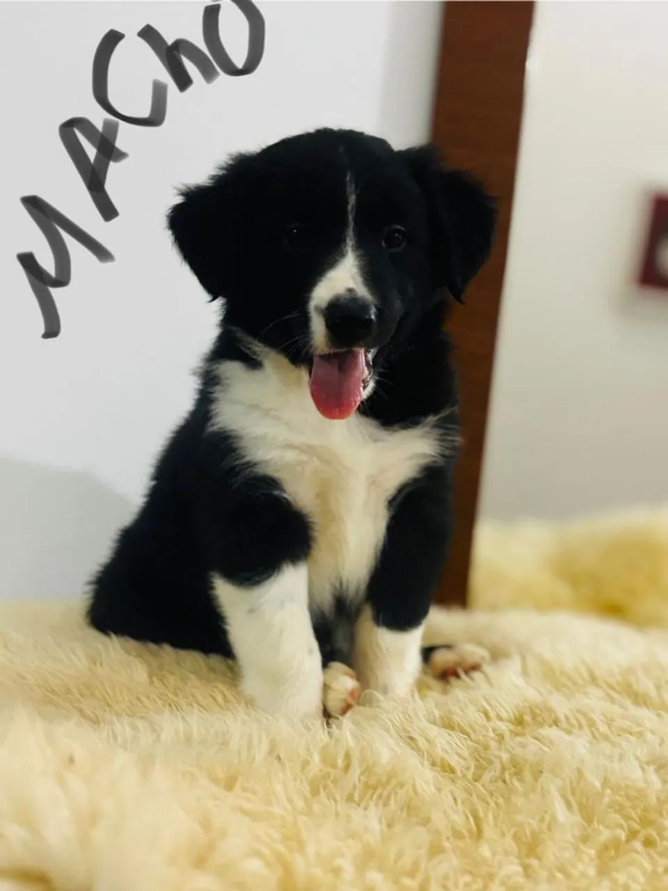 Border Collie Filhotes com pedigree - Foto 3