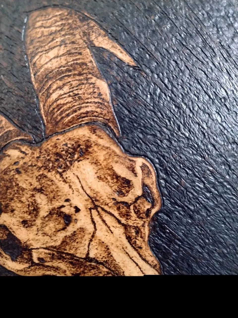 QUADRO PIROGRAFADO-CRANIO BODE - Foto 3