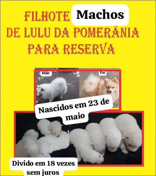 Filhotes de Lulu da Pomerânia Machos