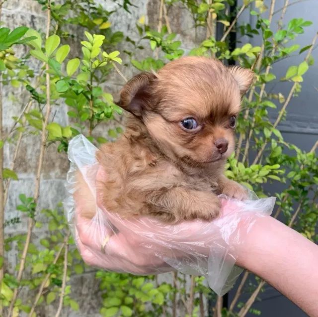 Chihuahua temos raças de micro, pequeno, medio e grade porte  - Foto 2