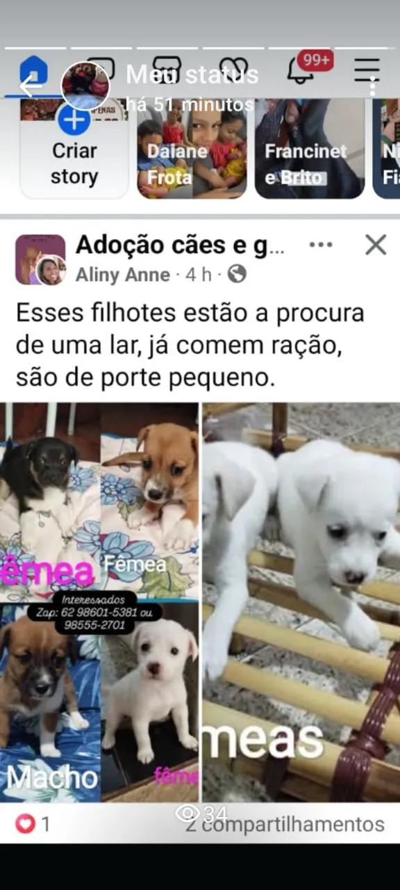 Filhotes de cães para adoção