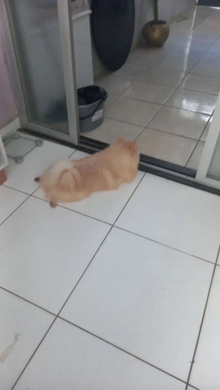 Doação espitz alemão porte grande - Foto 2