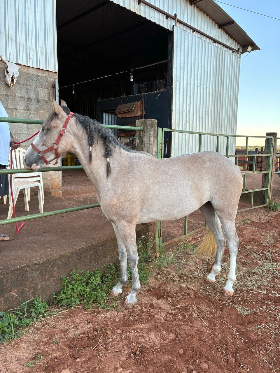 Égua Meio Sangue Paint Horse - Foto 3