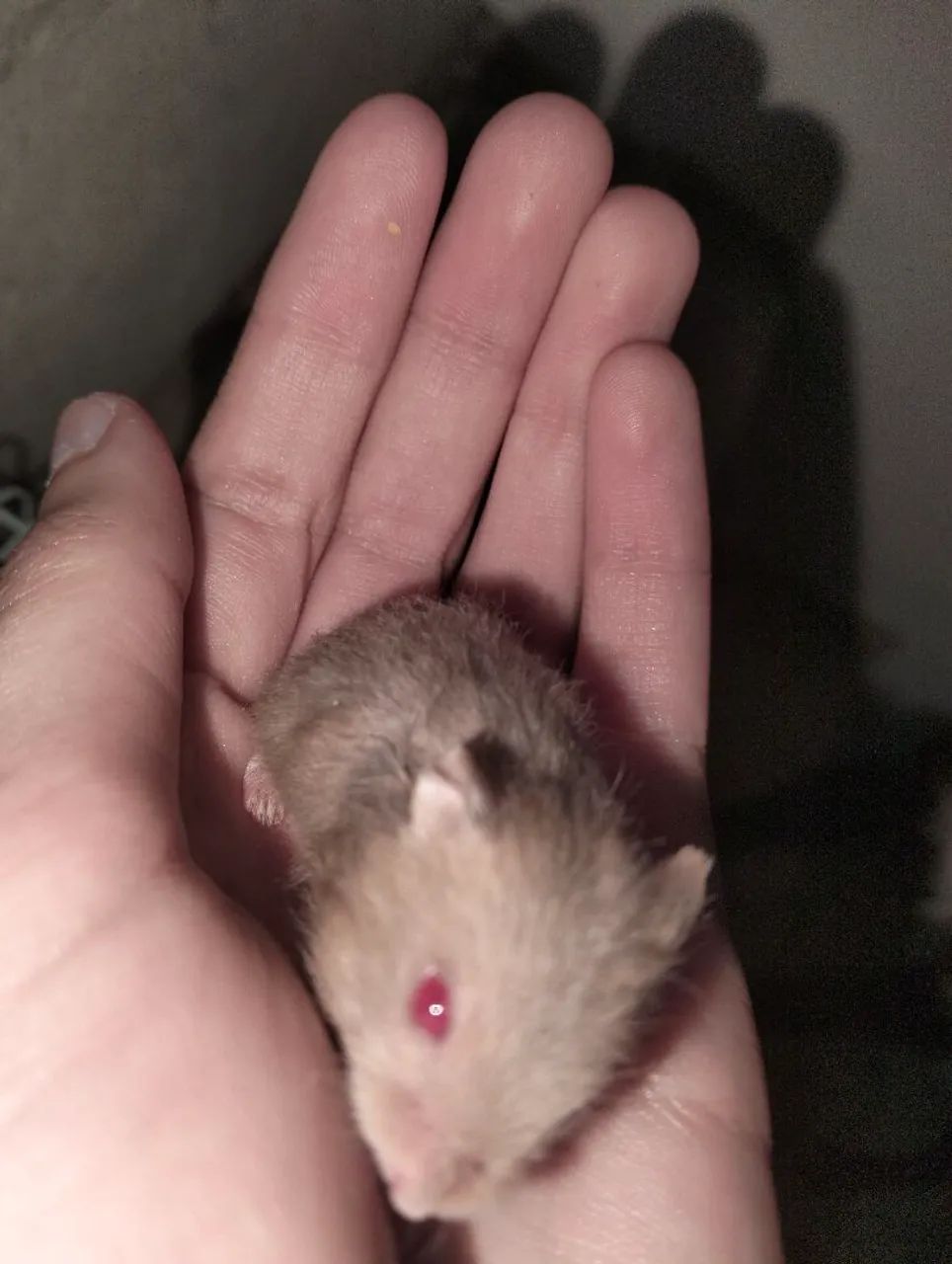 Filhotes de Hamster à Venda - Foto 3