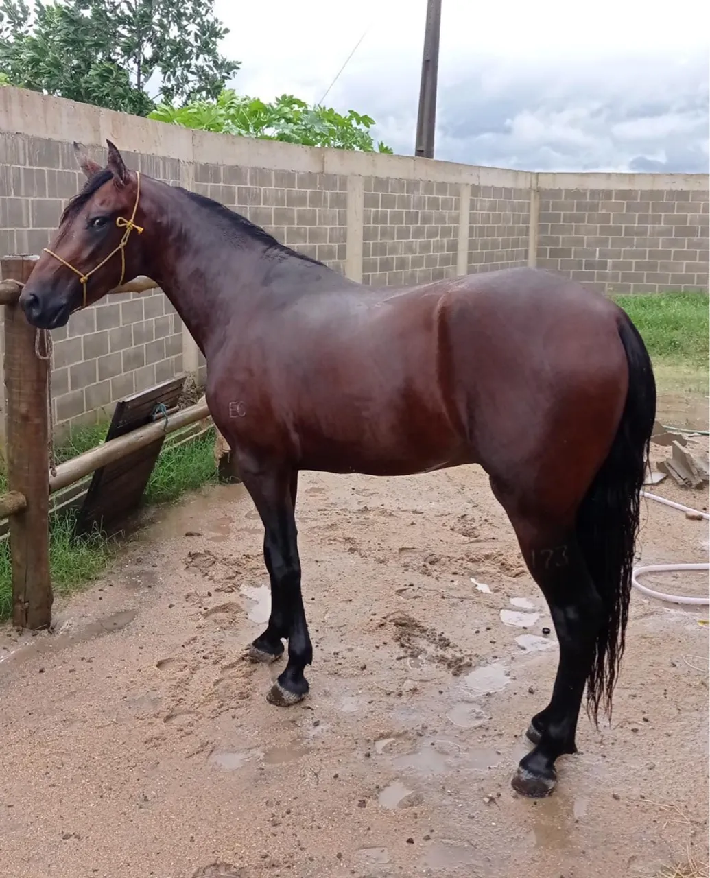 Cavalo Puro Sangue Marrom