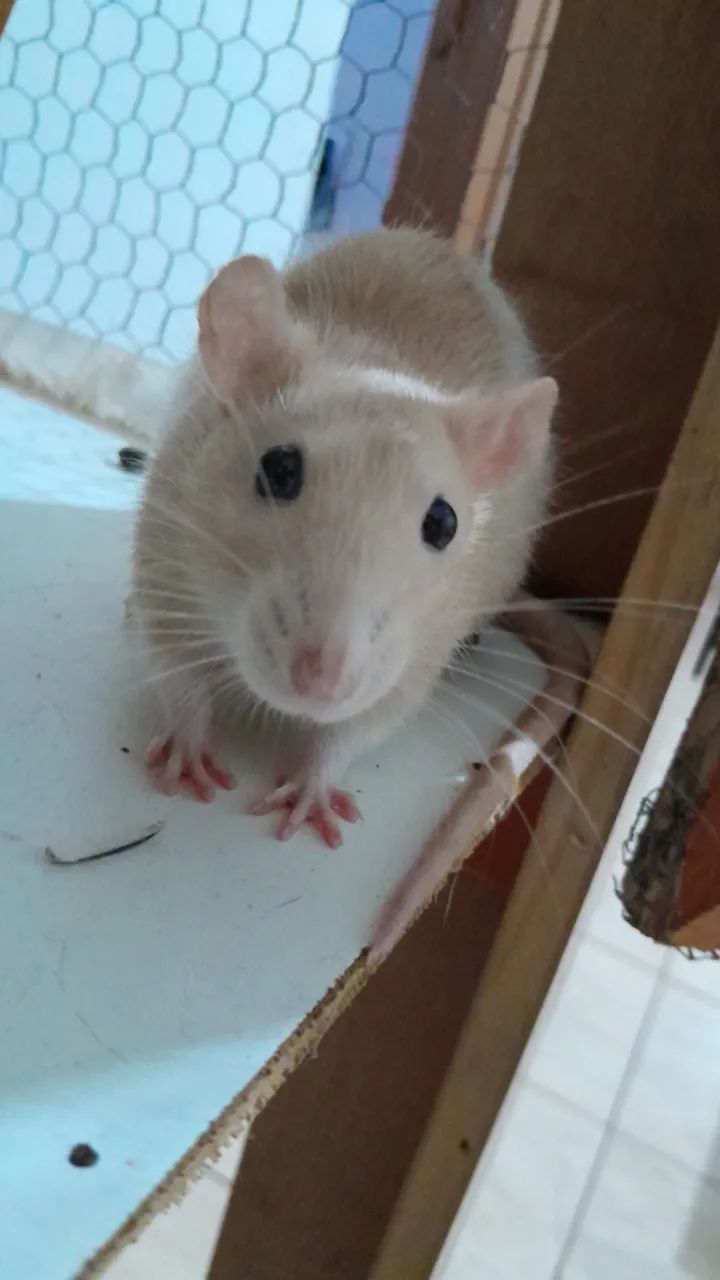 Rata branca fofinha para adoção