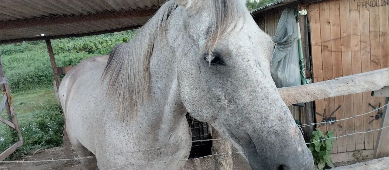 Vende-se égua com cela usada