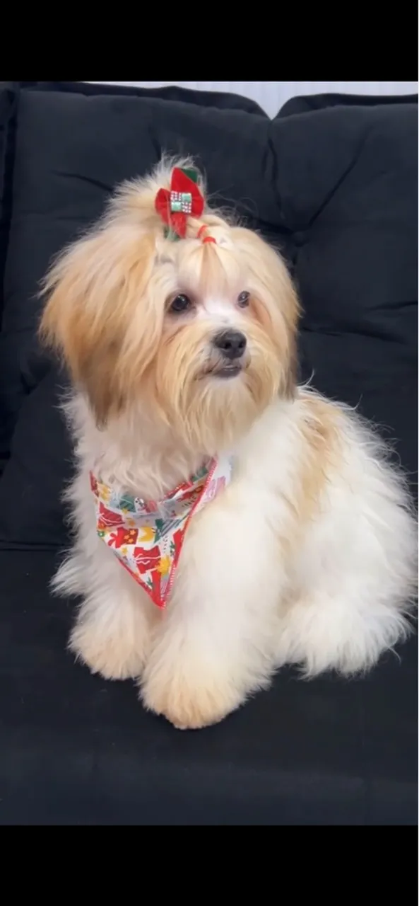 PROCURO NAMORADO LHASA APSO