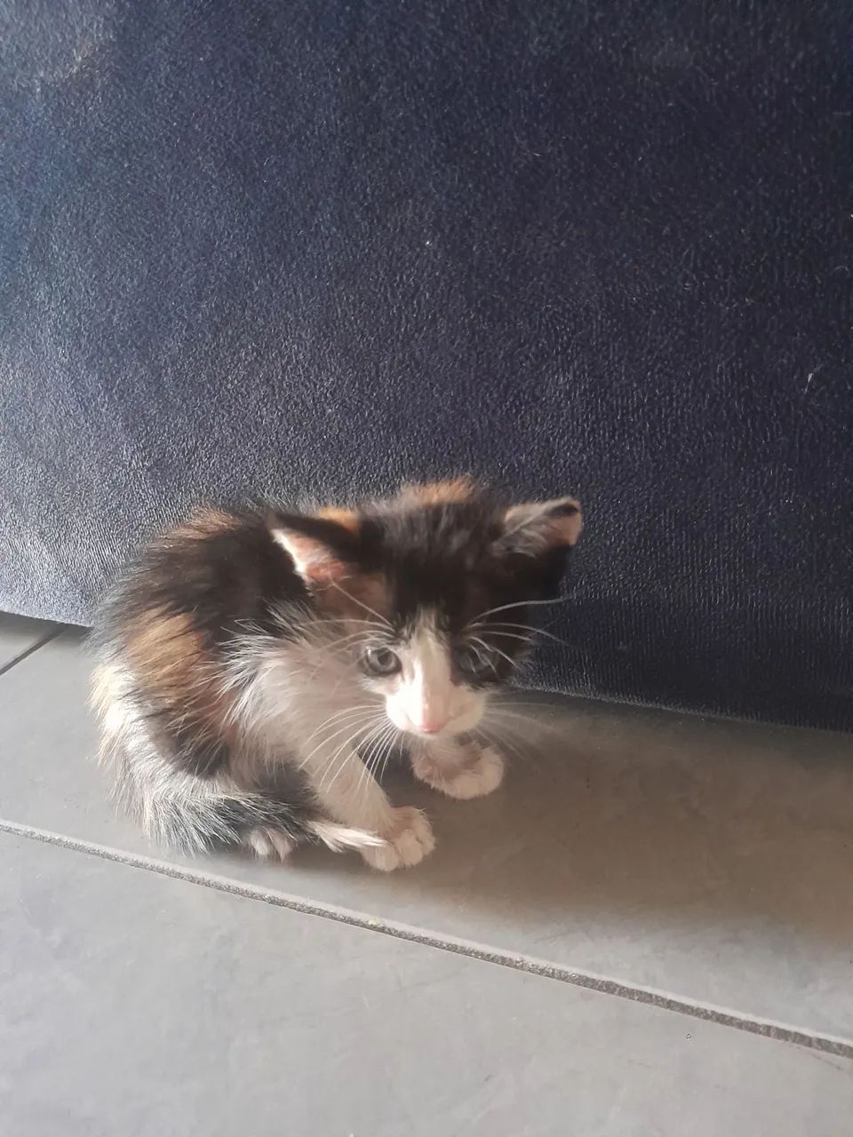 Gatinhos achados no terminal livramento faço entrega para teresina,Timom e altos - Foto 5