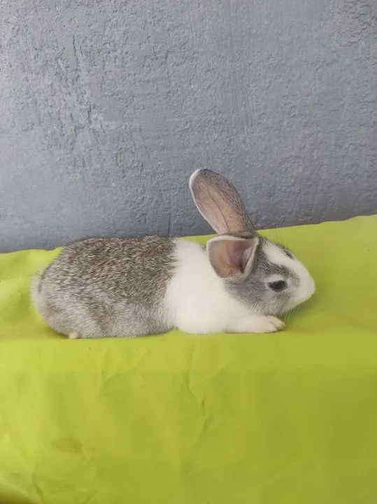 Coelha fêmea nova Zelândia filhote a venda - Foto 2