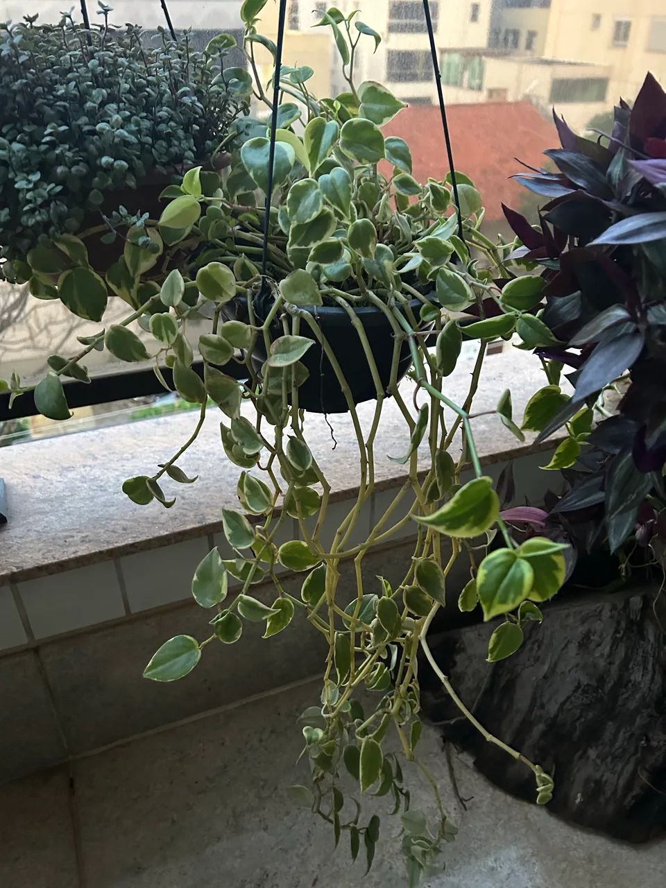 Planta peperomia 