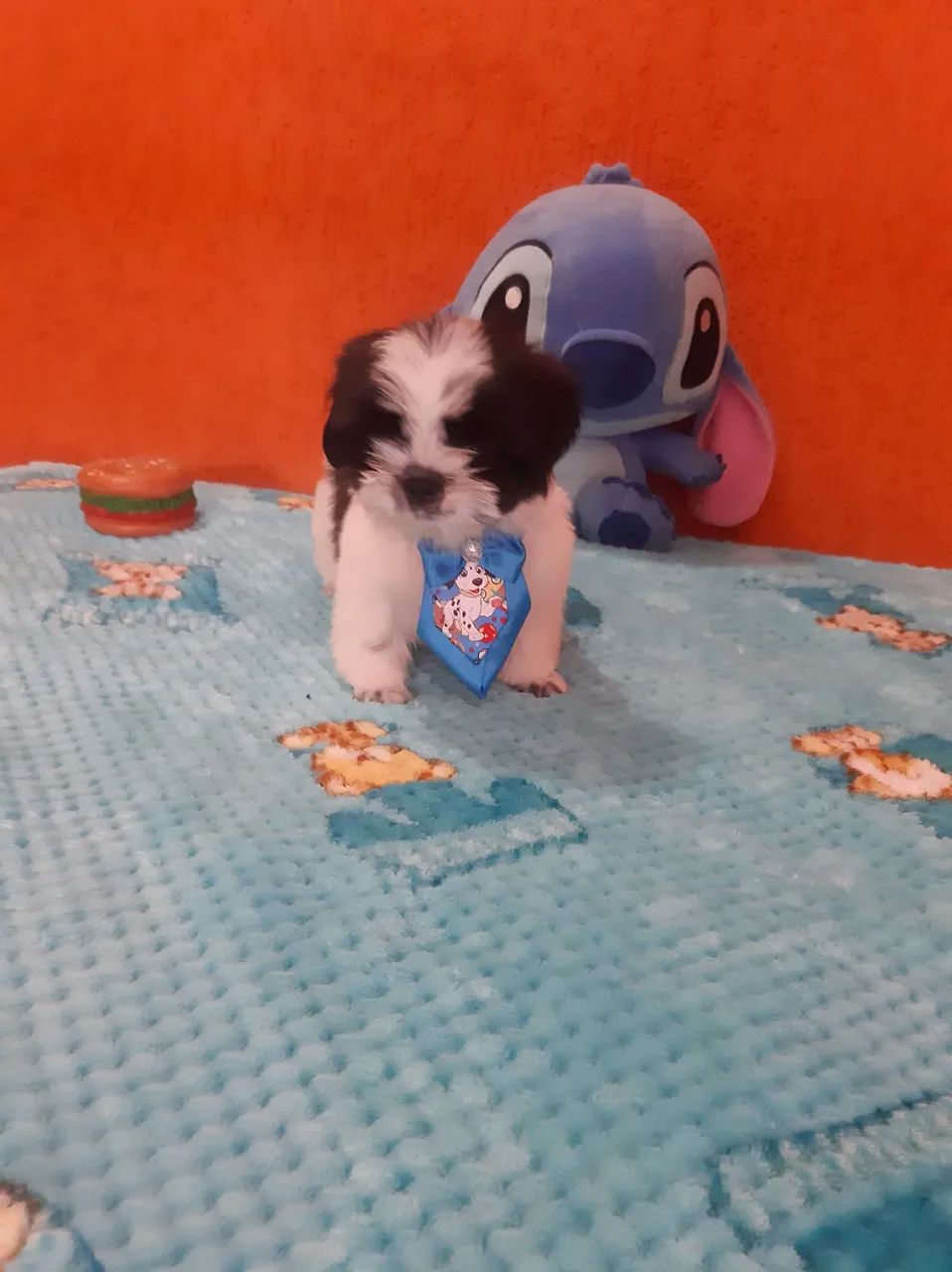 FILHOTES DE SHITZU MACHOS TAMANHO MINI 500